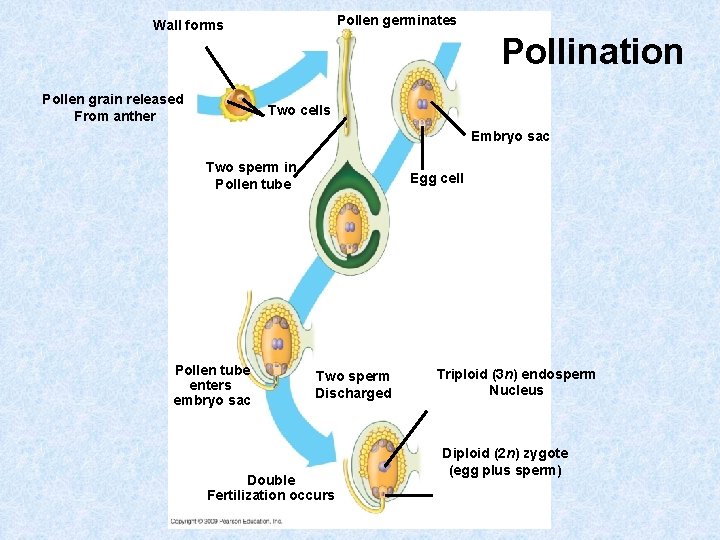 Pollen germinates Wall forms Pollen grain released From anther Pollination Two cells Embryo sac