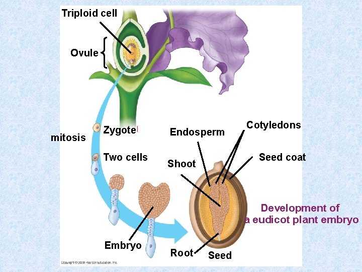 Triploid cell Ovule mitosis Zygote ﺍ Two cells Endosperm Cotyledons Seed coat Shoot Development