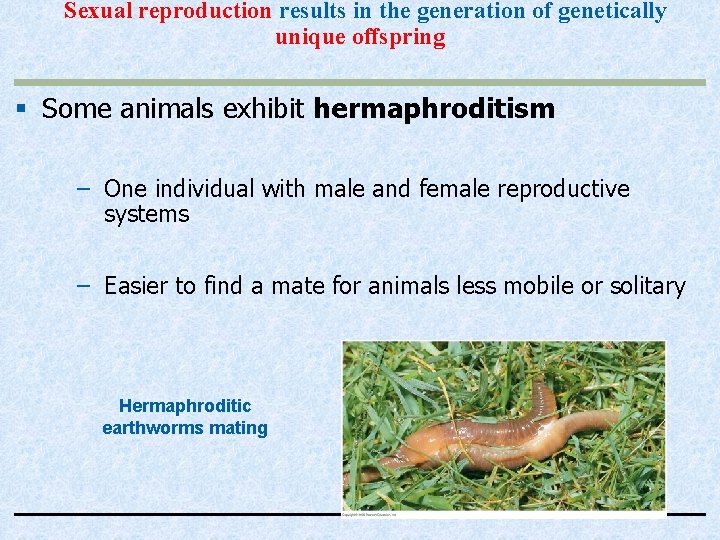 Sexual reproduction results in the generation of genetically unique offspring § Some animals exhibit