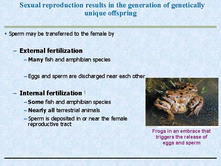 Sexual reproduction results in the generation of genetically unique offspring § Sperm may be