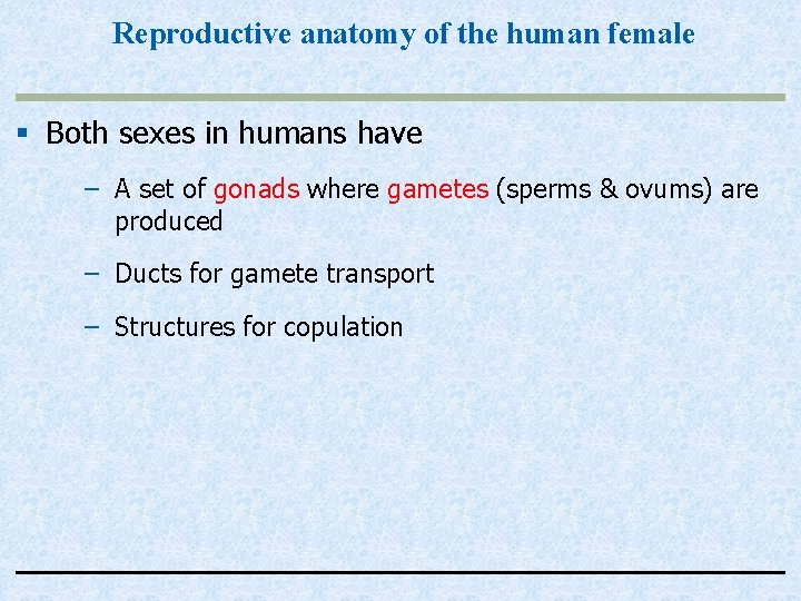 Reproductive anatomy of the human female § Both sexes in humans have – A
