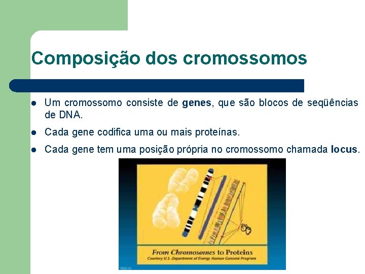 Composição dos cromossomos l Um cromossomo consiste de genes, que são blocos de seqüências