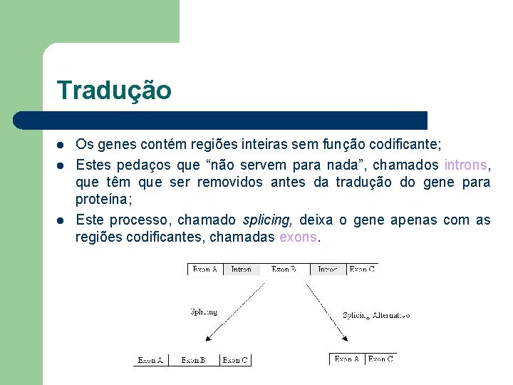 Tradução l l l Os genes contém regiões inteiras sem função codificante; Estes pedaços