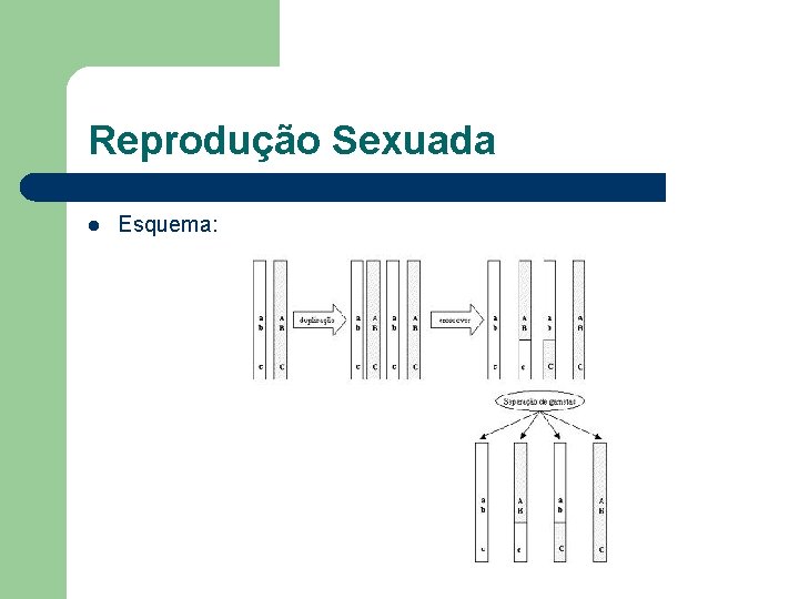 Reprodução Sexuada l Esquema: 