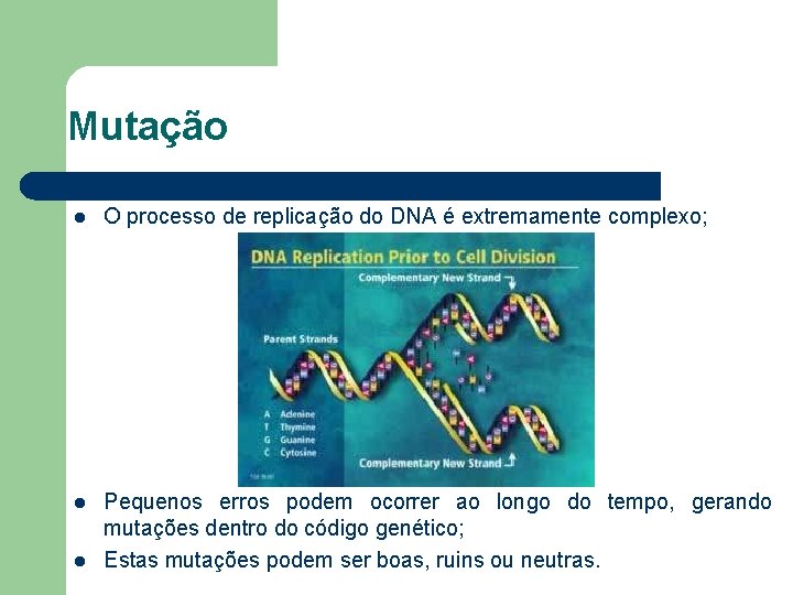 Mutação l O processo de replicação do DNA é extremamente complexo; l Pequenos erros