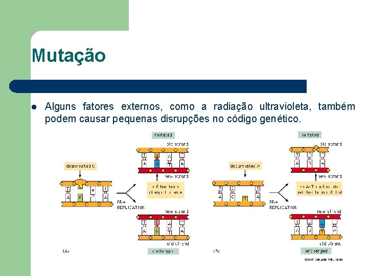 Mutação l Alguns fatores externos, como a radiação ultravioleta, também podem causar pequenas disrupções