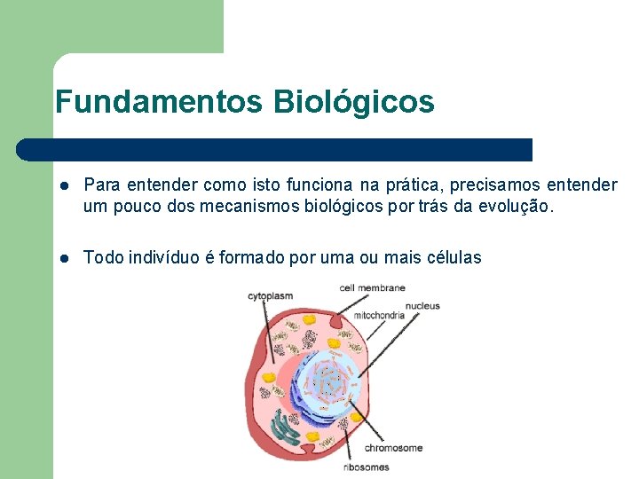 Fundamentos Biológicos l Para entender como isto funciona na prática, precisamos entender um pouco