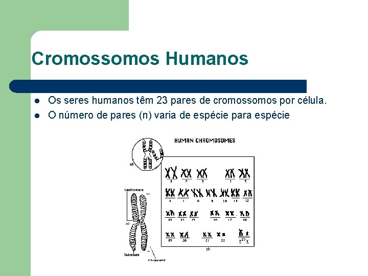 Cromossomos Humanos l l Os seres humanos têm 23 pares de cromossomos por célula.