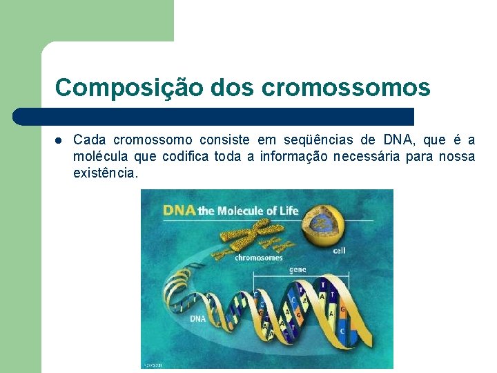 Composição dos cromossomos l Cada cromossomo consiste em seqüências de DNA, que é a