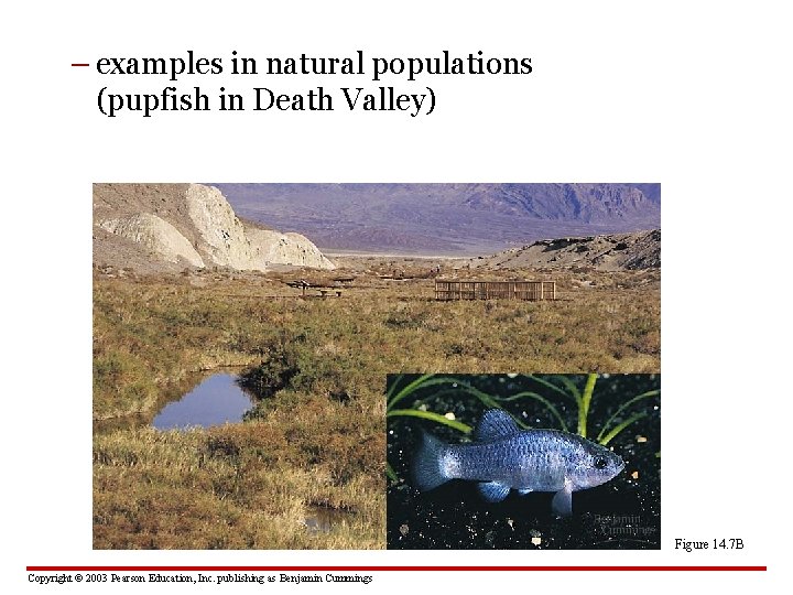 – examples in natural populations (pupfish in Death Valley) Figure 14. 7 B Copyright