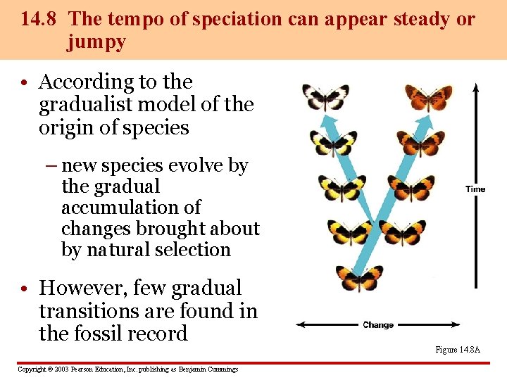 14. 8 The tempo of speciation can appear steady or jumpy • According to