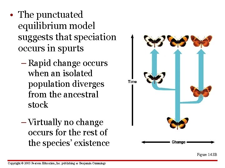  • The punctuated equilibrium model suggests that speciation occurs in spurts – Rapid