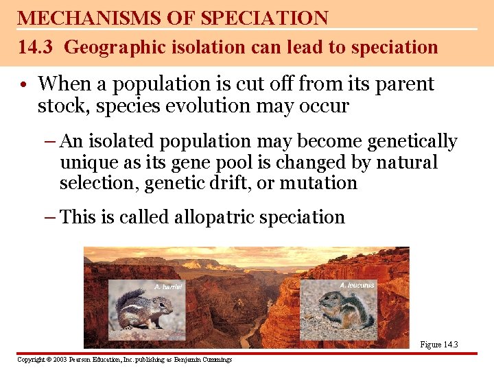 MECHANISMS OF SPECIATION 14. 3 Geographic isolation can lead to speciation • When a