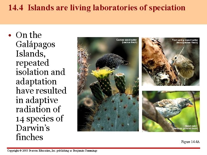 14. 4 Islands are living laboratories of speciation • On the Galápagos Islands, repeated