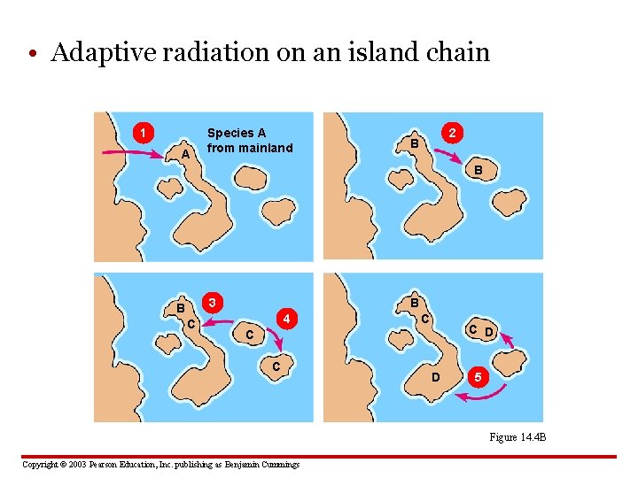  • Adaptive radiation on an island chain 1 A Species A from mainland