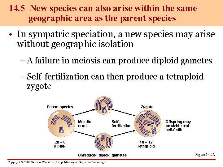 14. 5 New species can also arise within the same geographic area as the