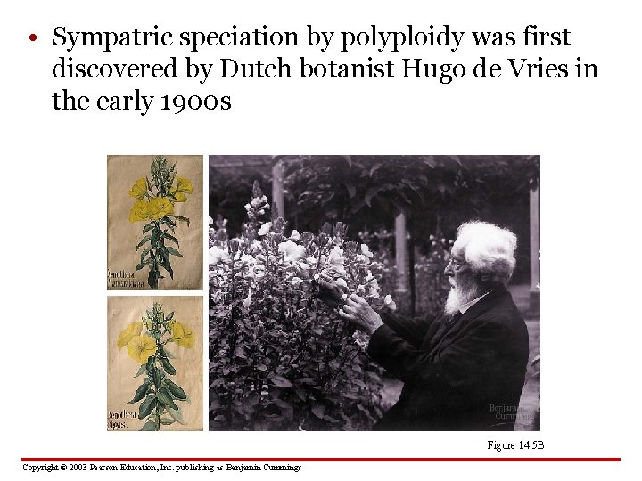  • Sympatric speciation by polyploidy was first discovered by Dutch botanist Hugo de