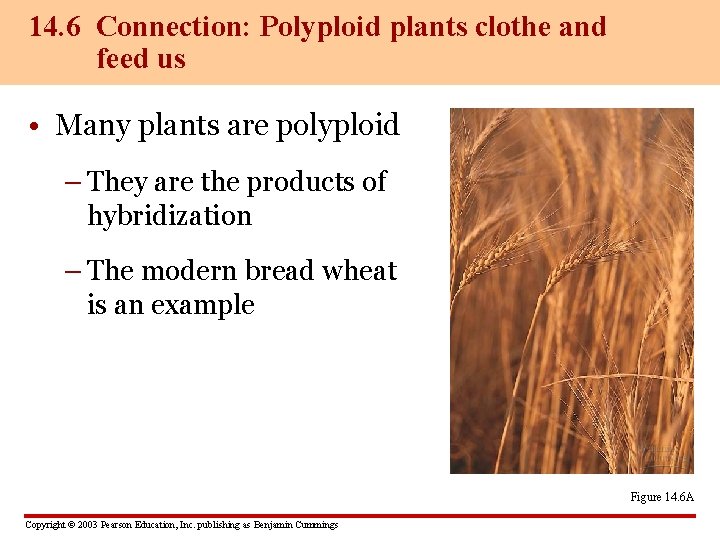 14. 6 Connection: Polyploid plants clothe and feed us • Many plants are polyploid