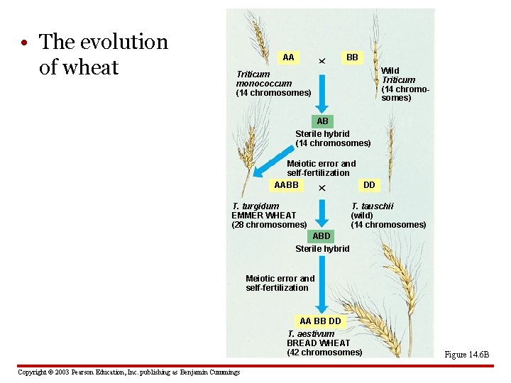  • The evolution of wheat AA BB Wild Triticum (14 chromosomes) Triticum monococcum