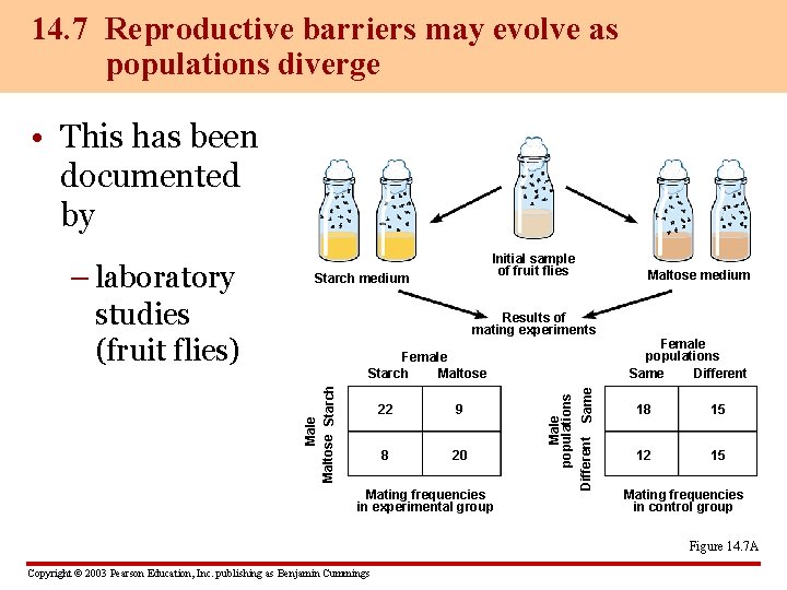 14. 7 Reproductive barriers may evolve as populations diverge • This has been documented