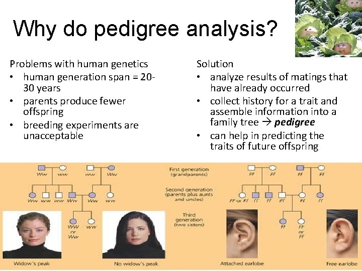 Why do pedigree analysis? Problems with human genetics • human generation span = 2030