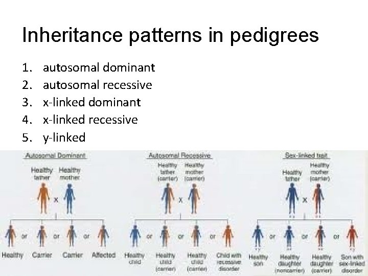 Inheritance patterns in pedigrees 1. 2. 3. 4. 5. autosomal dominant autosomal recessive x-linked