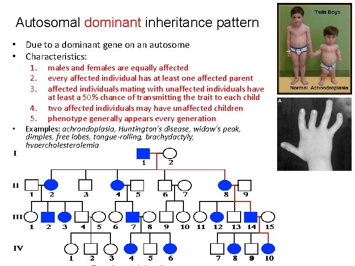 Autosomal dominant inheritance pattern • Due to a dominant gene on an autosome •