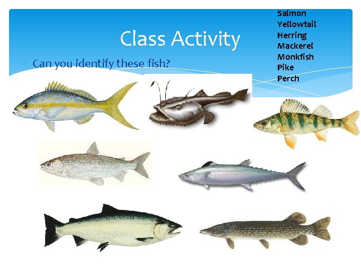 Class Activity Can you identify these fish? Salmon Yellowtail Herring Mackerel Monkfish Pike Perch