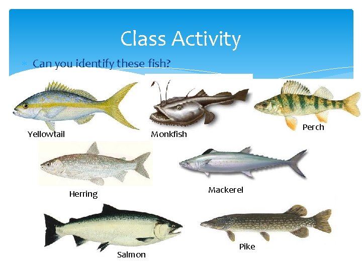 Class Activity Can you identify these fish? Yellowtail Perch Monkfish Mackerel Herring Salmon Pike