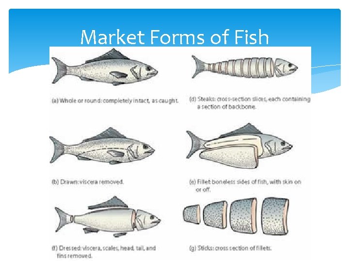 Market Forms of Fish 