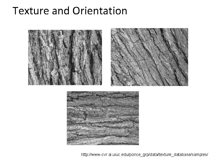 Texture and Orientation http: //www-cvr. ai. uiuc. edu/ponce_grp/data/texture_database/samples/ 