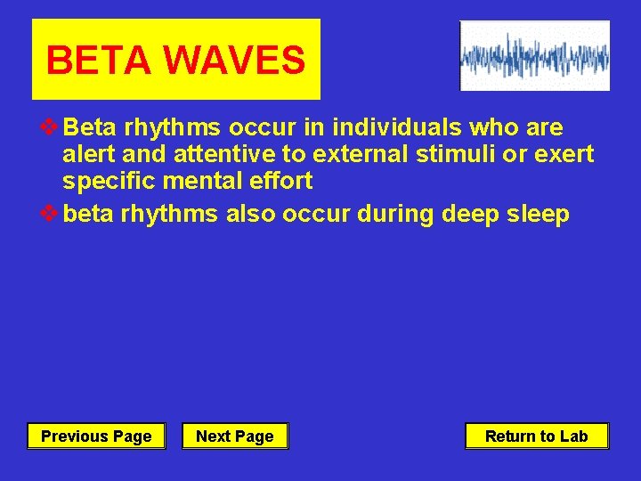 BETA WAVES v Beta rhythms occur in individuals who are alert and attentive to