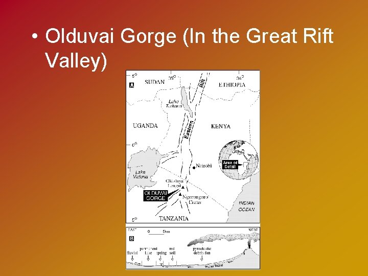  • Olduvai Gorge (In the Great Rift Valley) 