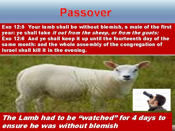 Passover Exo 12: 5 Your lamb shall be without blemish, a male of the