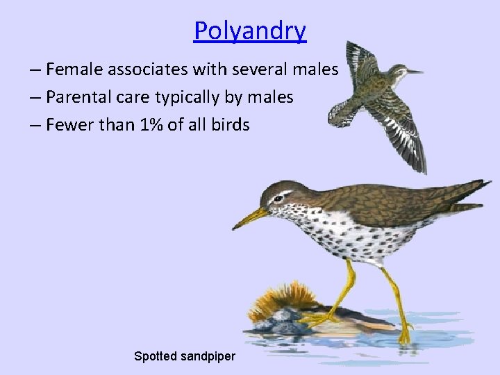 Polyandry – Female associates with several males – Parental care typically by males –