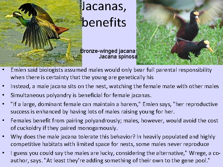 Jacanas, benefits Bronze-winged jacana Jacana spinosa • Emlen said biologists assumed males would only