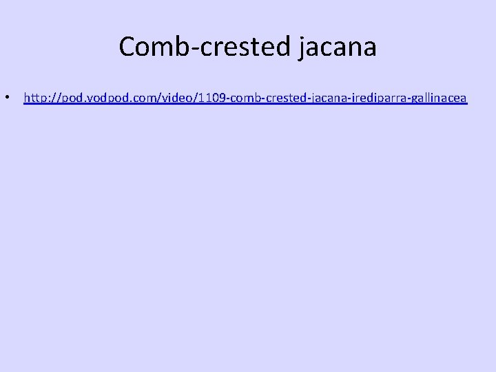 Comb-crested jacana • http: //pod. vodpod. com/video/1109 -comb-crested-jacana-irediparra-gallinacea 