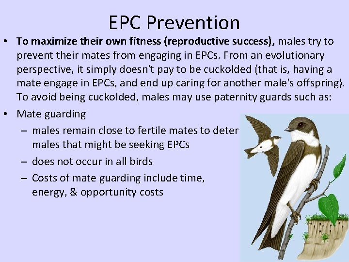 EPC Prevention • To maximize their own fitness (reproductive success), males try to prevent