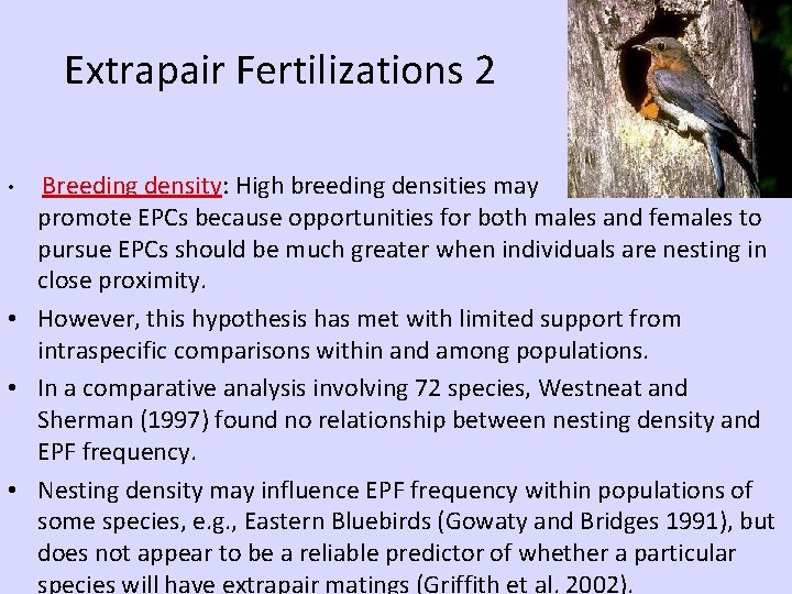 Extrapair Fertilizations 2 • Breeding density: High breeding densities may promote EPCs because opportunities