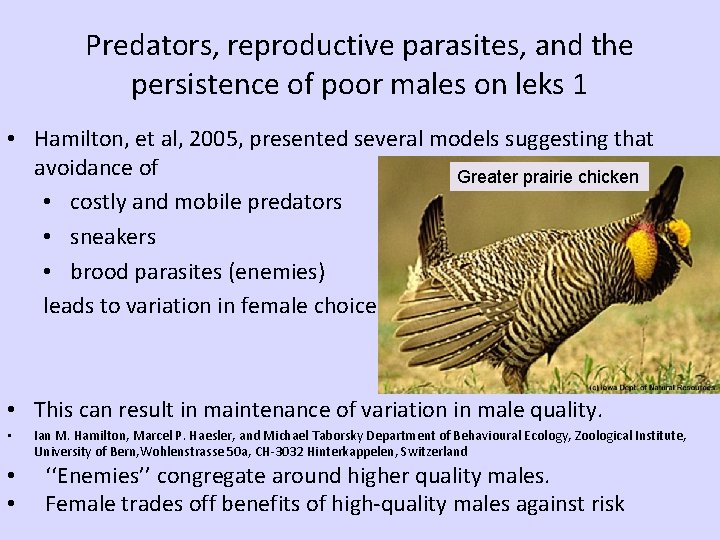 Predators, reproductive parasites, and the persistence of poor males on leks 1 • Hamilton,