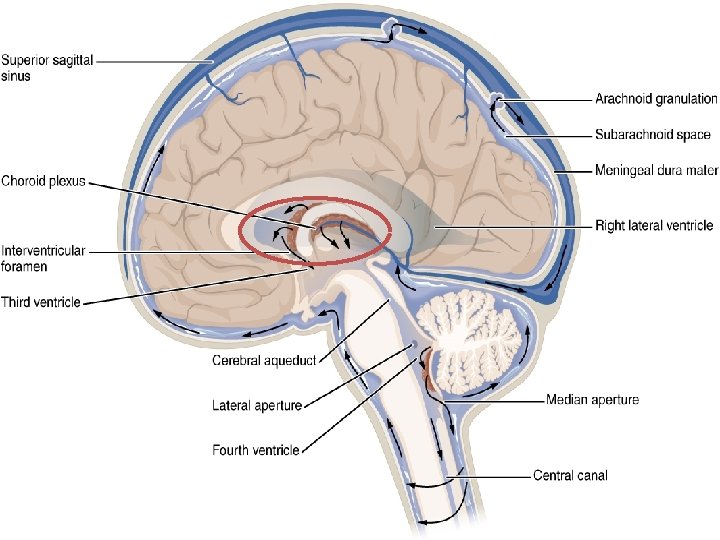 The subarachnoid space on the outside of the brain is in continuity with a