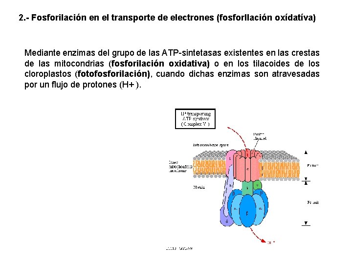 2. - Fosforilación en el transporte de electrones (fosforllación oxídatíva) Mediante enzimas del grupo