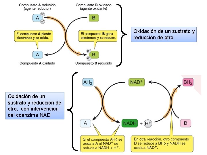 Oxidación de un sustrato y reducción de otro, con intervención del coenzima NAD 