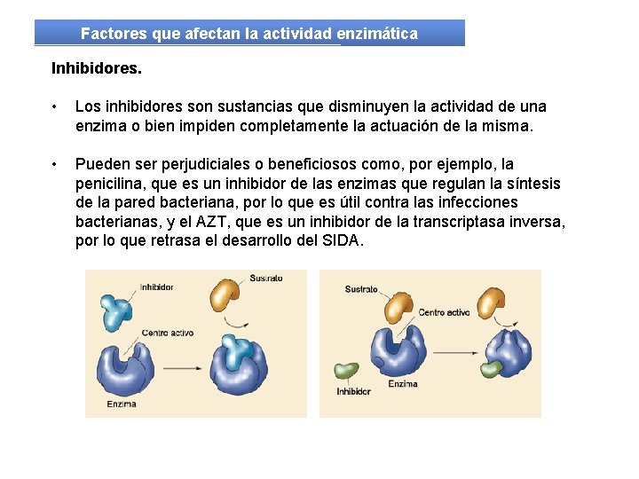 Factores que afectan la actividad enzimática Inhibidores. • Los inhibidores son sustancias que disminuyen