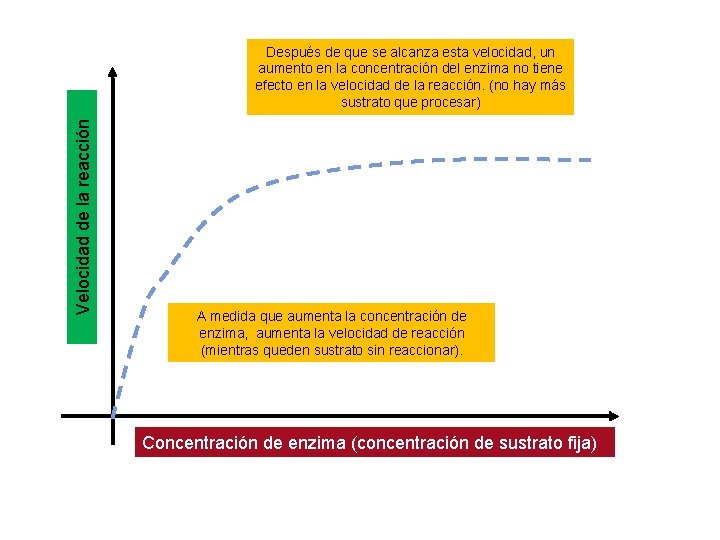 Velocidad de la reacción Después de que se alcanza esta velocidad, un aumento en