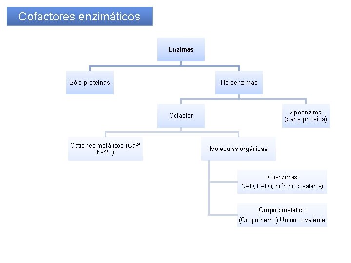 Cofactores enzimáticos Enzimas Sólo proteínas Holoenzimas Apoenzima (parte proteica) Cofactor Cationes metálicos (Ca 2+