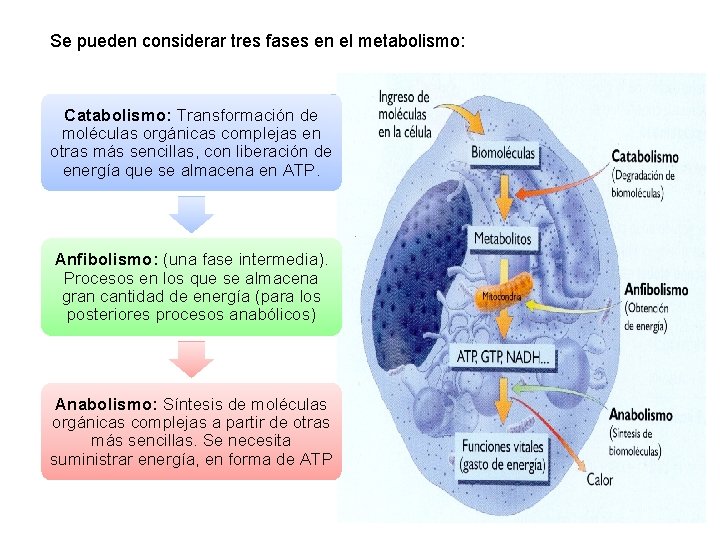 Se pueden considerar tres fases en el metabolismo: Catabolismo: Transformación de moléculas orgánicas complejas