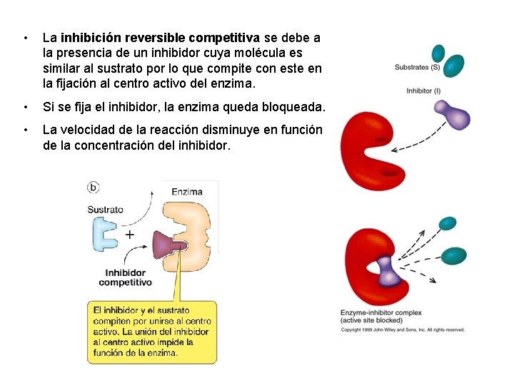  • La inhibición reversible competitiva se debe a la presencia de un inhibidor