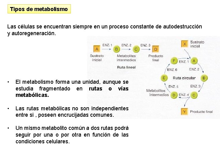 Tipos de metabolismo Las células se encuentran siempre en un proceso constante de autodestrucción