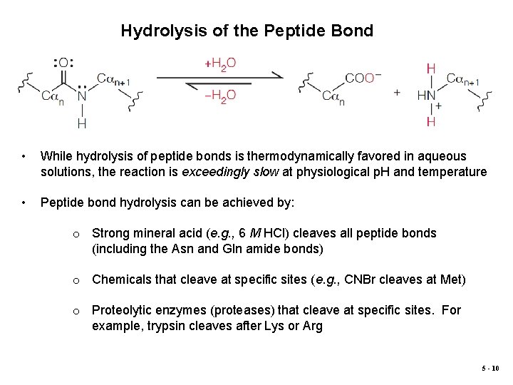 Hydrolysis of the Peptide Bond • While hydrolysis of peptide bonds is thermodynamically favored